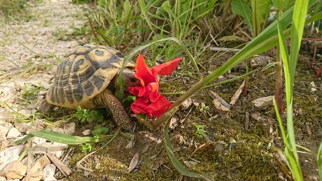 Praxis-Schildkröte