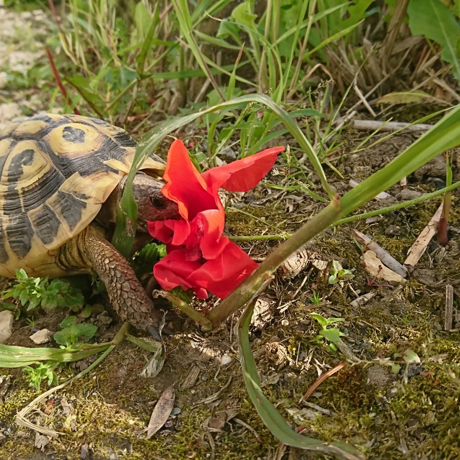 Praxis-Schildkröte der Zahnarztpraxis Zahnhaus Dortmund