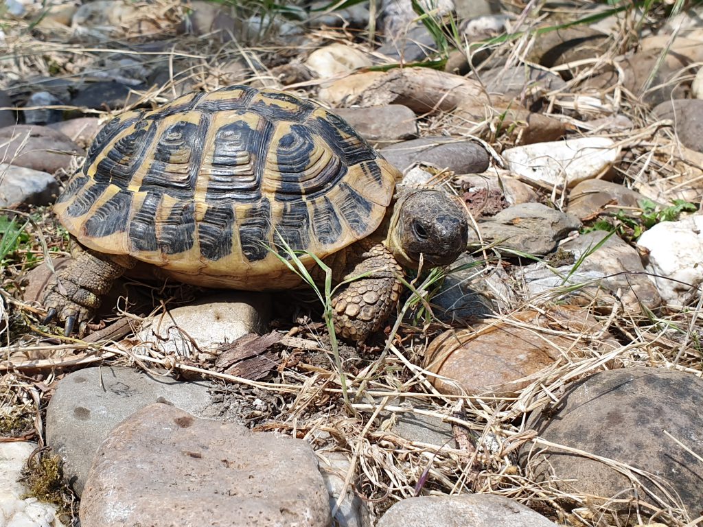 tierisch gut - Praxis-Schildkröte Zahnhaus Dortmund